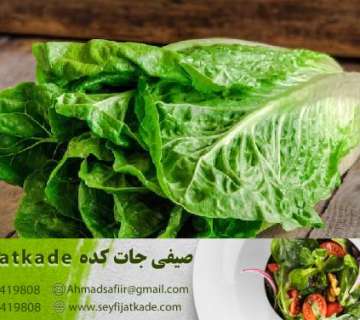 صادرات کاهو رومانو