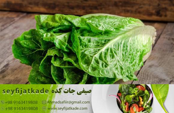 صادرات کاهو رومانو