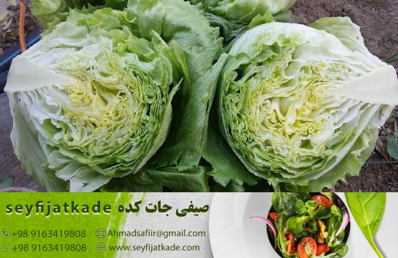 تحولات جهانی و چالش‌ها در مسیر فروش محصولات کشاورزی: کاهو ایسبرگ صادراتی به چه چالش‌هایی برخورده است؟