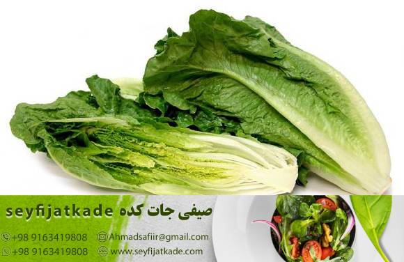 آخرین تغییرات در قیمت کاهو رومانو: بررسی قیمت‌های روز بازار