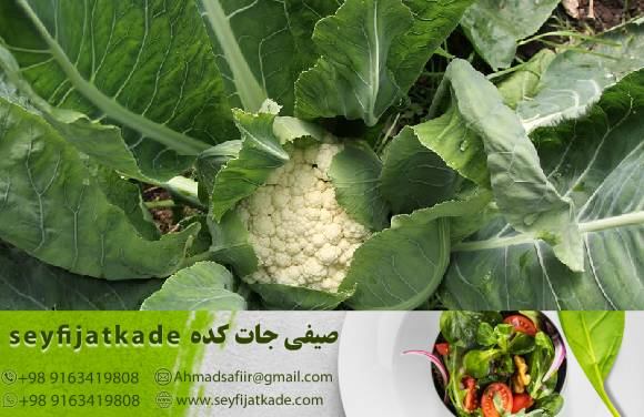 تضمین کیفیت: چرا خرید گل کلم درجه یک ارزشمندترین گزینه است؟