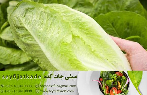 راهنمای خرید با تأکید بر اقتصاد: چگونه می‌توانید کاهو رومانو با بهترین قیمت را پیدا کنید؟