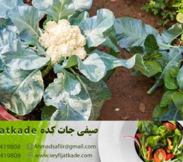 قیمت و خرید گل کلم درجه یک