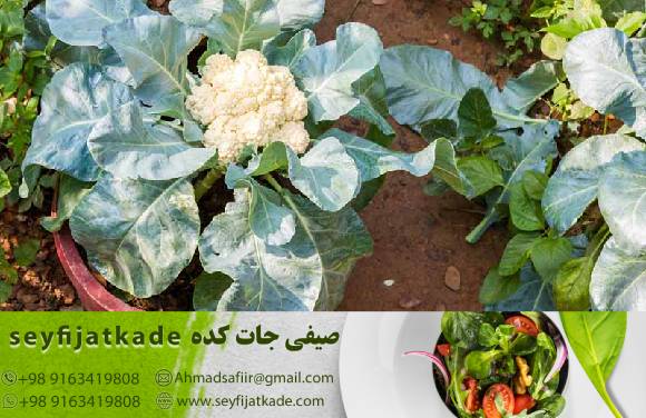 قیمت و خرید گل کلم درجه یک