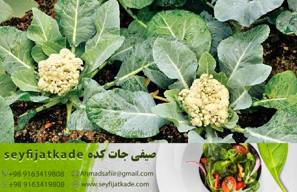 بسته‌بندی هوشمند در خرید گل کلم صادراتی: نقش مهمی در جلب مشتریان جهانی