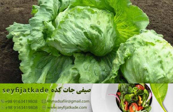 بسته‌بندی نوین برای صادرات کاهو رومانو: چگونه با بسته‌بندی خلاقانه و علمی، جذابیت و اعتبار برند را افزایش دهیم؟
