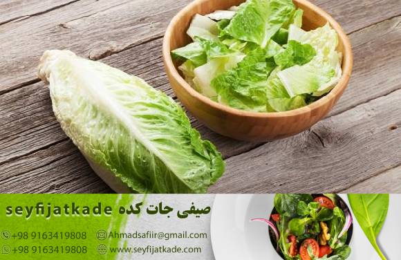 آینده صادرات کاهو رومانو: چالش‌ها و فرصت‌های بازارهای جهانی در دهه‌های آینده