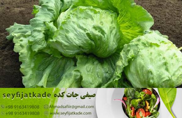 چالش‌ها و فرصت‌های روز افزون در صنعت صادرات کاهو ایسبرگ: چگونه می‌توان فروش را بهبود بخشید؟