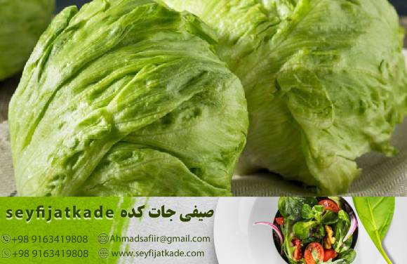 استراتژی‌های بازاریابی برتر برای افزایش فروش کاهو ایسبرگ صادراتی