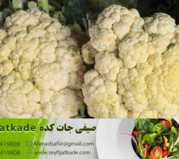 قیمت و خرید گل کلم